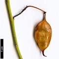 SpeciesSub: subsp. filifolia